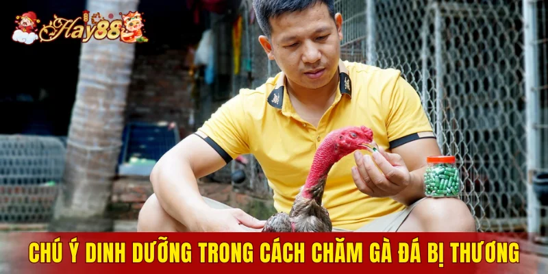 Chú ý dinh dưỡng trong cách chăm gà đá bị thương