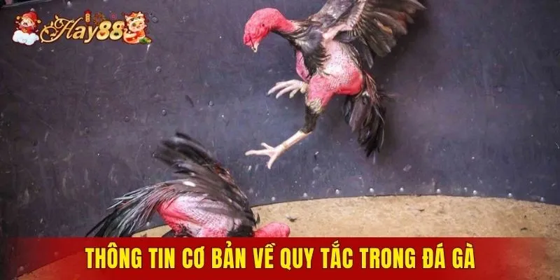 Thông tin cơ bản về quy tắc trong đá gà
